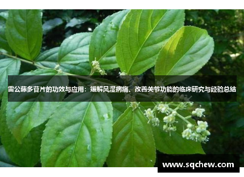 雷公藤多苷片的功效与应用：缓解风湿病痛、改善关节功能的临床研究与经验总结