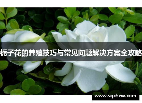 栀子花的养殖技巧与常见问题解决方案全攻略